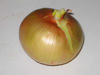 onion2.jpg