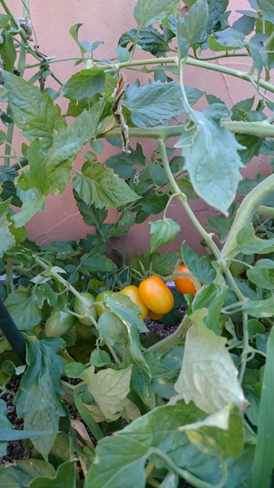 2015ミニトマト