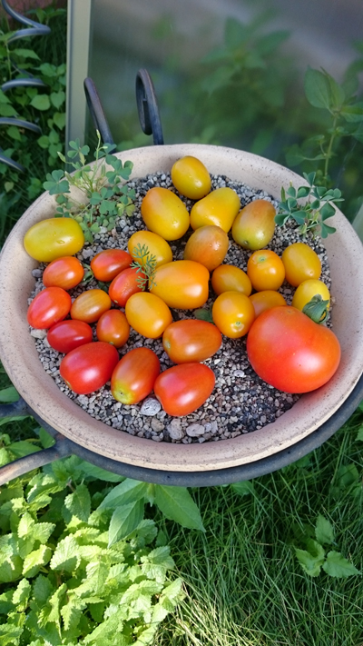 2015ミニトマト収穫